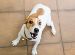 反応性の犬の犬の吠えを止めるための最良の方法 