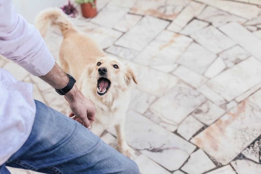 反応性の犬の犬の吠えを止めるための最良の方法 