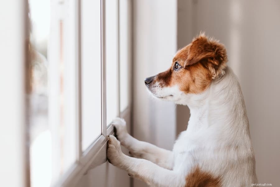 Suggerimenti utili per gestire l ansia da separazione nei cani