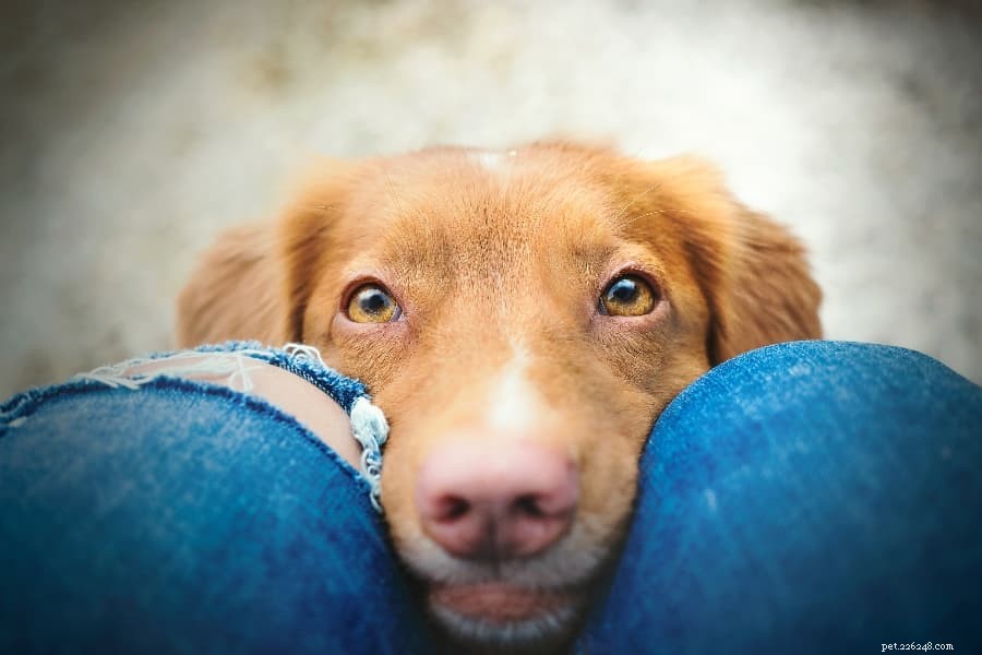 Užitečné tipy pro zvládání úzkosti z odloučení u psů