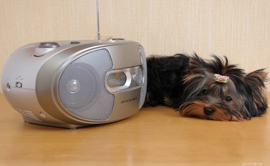 Lugnande musik för hundar:lugnande ljud för att koppla av din hund