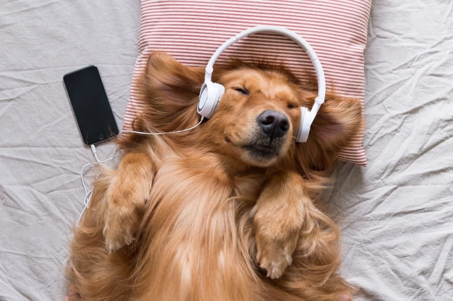 강아지를 위한 잔잔한 음악:강아지를 진정시키는 달래는 소리