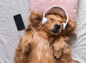 Musique apaisante pour chiens :sons apaisants pour détendre votre chien