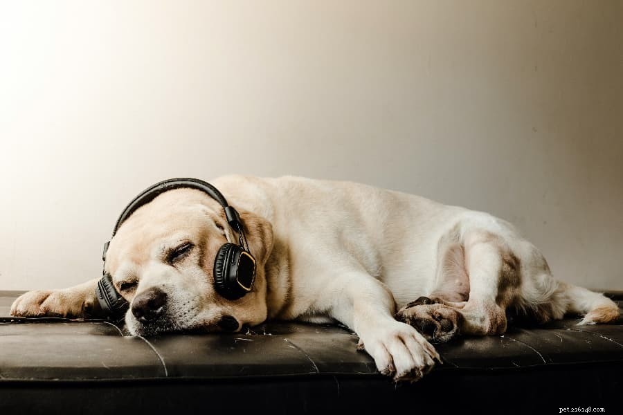 Kalmerende muziek voor honden:rustgevende geluiden om uw hond te ontspannen
