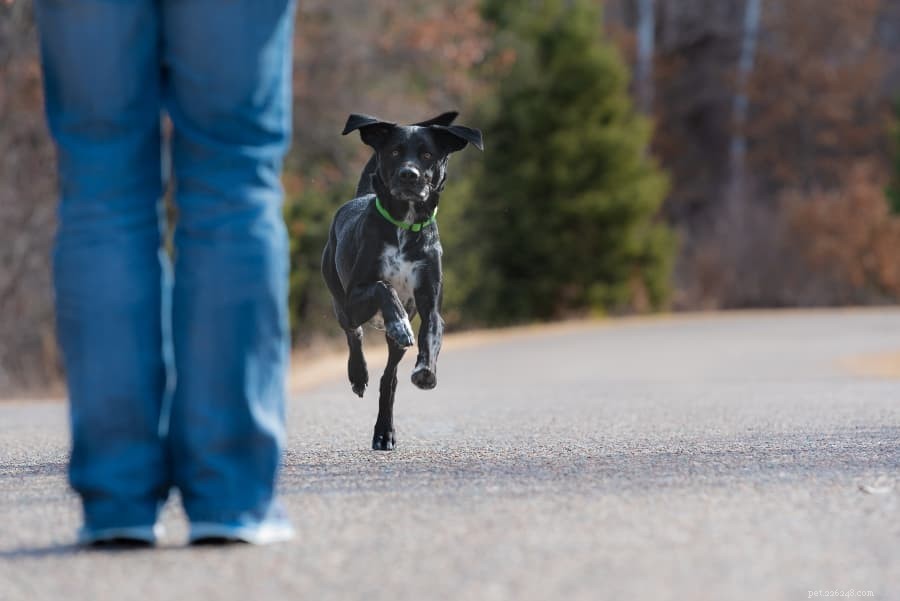 Addestramento sul richiamo del cane:come insegnare al cane a camminare senza guinzaglio
