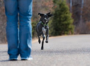 Formation au rappel des chiens :comment apprendre à votre chien à marcher sans laisse