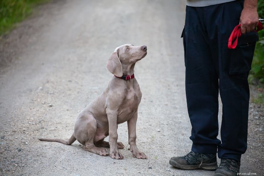 Addestramento sul richiamo del cane:come insegnare al cane a camminare senza guinzaglio