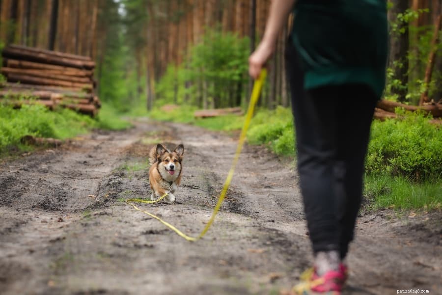 Träning för att återkalla hund:Hur du lär din hund att gå utan koppel