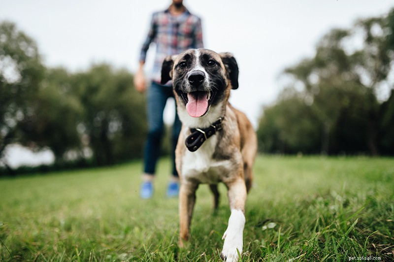 개 회상 훈련:개에게 목줄을 풀도록 가르치는 방법