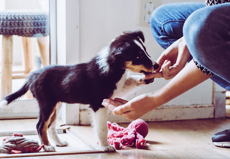 Tips för att övervinna koppelaggression hos reaktiva hundar