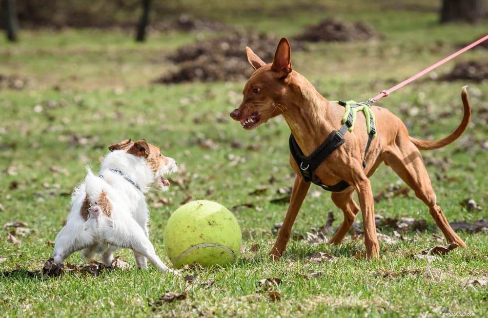 Tips voor het overwinnen van agressie aan de lijn bij reactieve honden