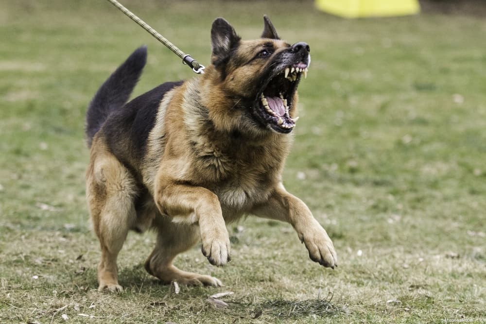 Conseils pour surmonter l agressivité en laisse chez les chiens réactifs