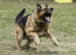 Советы по преодолению агрессии на поводке у реактивных собак