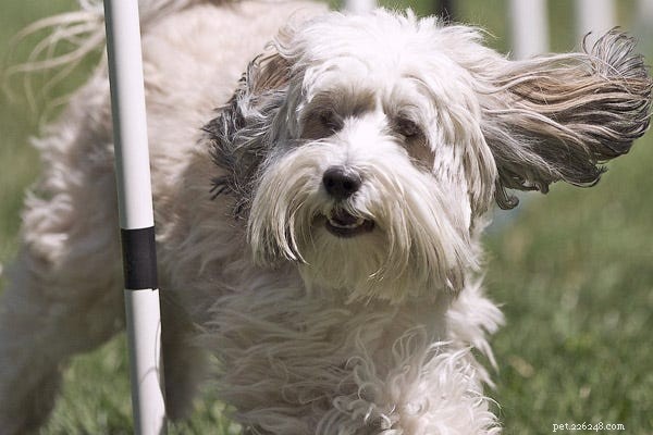 Hundar som inte fäller:23 bästa allergivänliga hundar