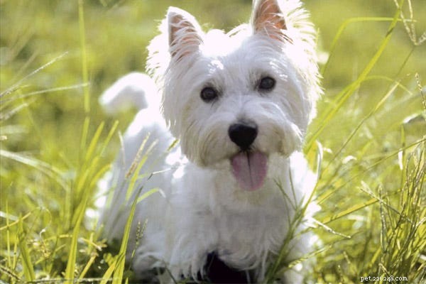 Hundar som inte fäller:23 bästa allergivänliga hundar