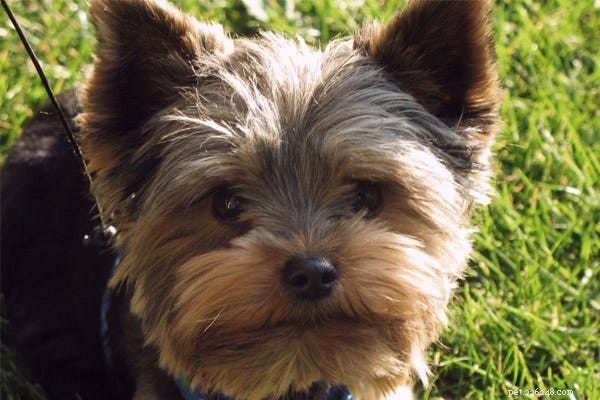 Honden die niet verharen:23 beste hypoallergene honden