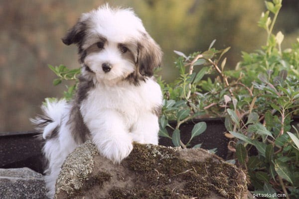 Psi, kteří nelínají:23 nejlepších hypoalergenních psů