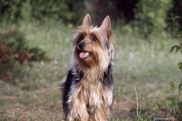 流さない犬：23の最高の低アレルギー性犬 