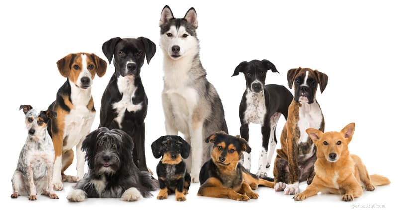 Нужен ли корм для собак определенной породы?