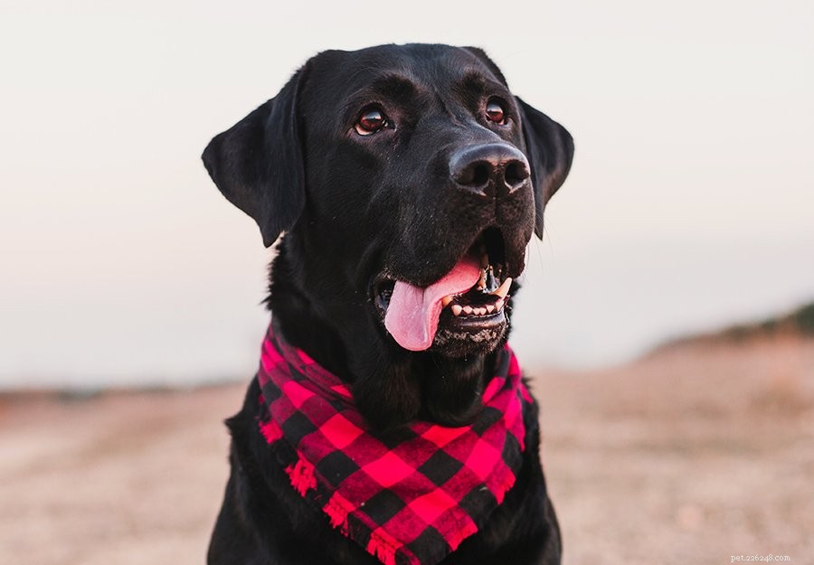 10 schattigste en beste hondenrassen in Canada 2022
