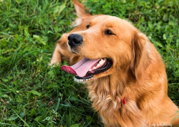 10 sötaste, bästa hundraser i Kanada 2022