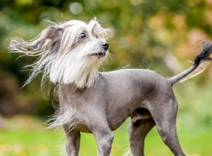 15 raças de cães mais estranhas e únicas que amamos