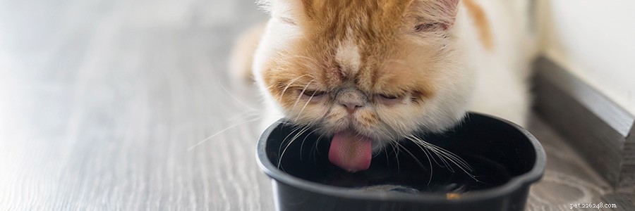 Dental Chews for Cats:The Missing Link in Feline Dental Health