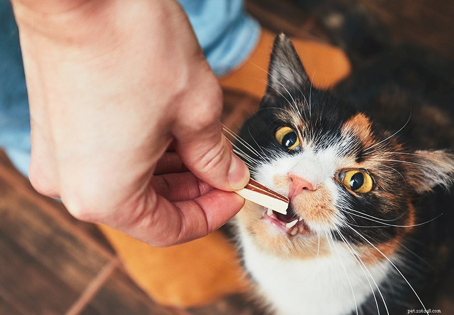 Zubní žvýkačky pro kočky:chybějící článek v dentálním zdraví koček