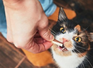 猫のための歯科用噛み物：猫の歯の健康におけるミッシングリンク 