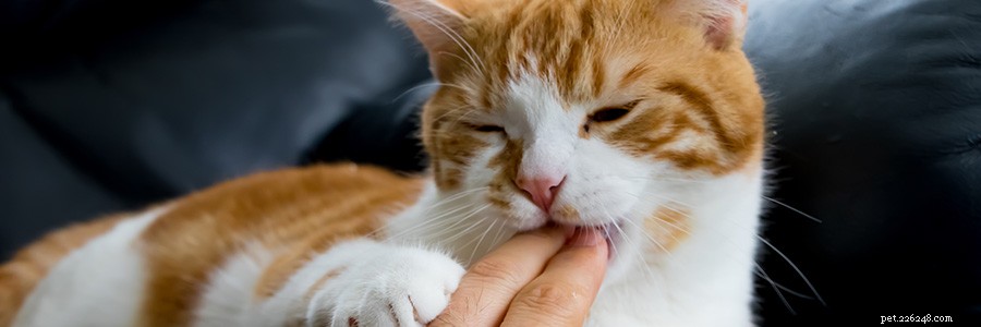 고양이를 위한 치과용 씹는 제품:고양이 치과 건강의 잃어버린 고리