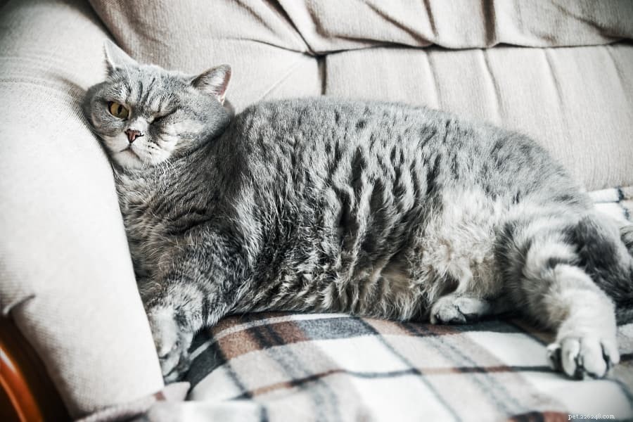 Как похудеть кошке с избыточным весом