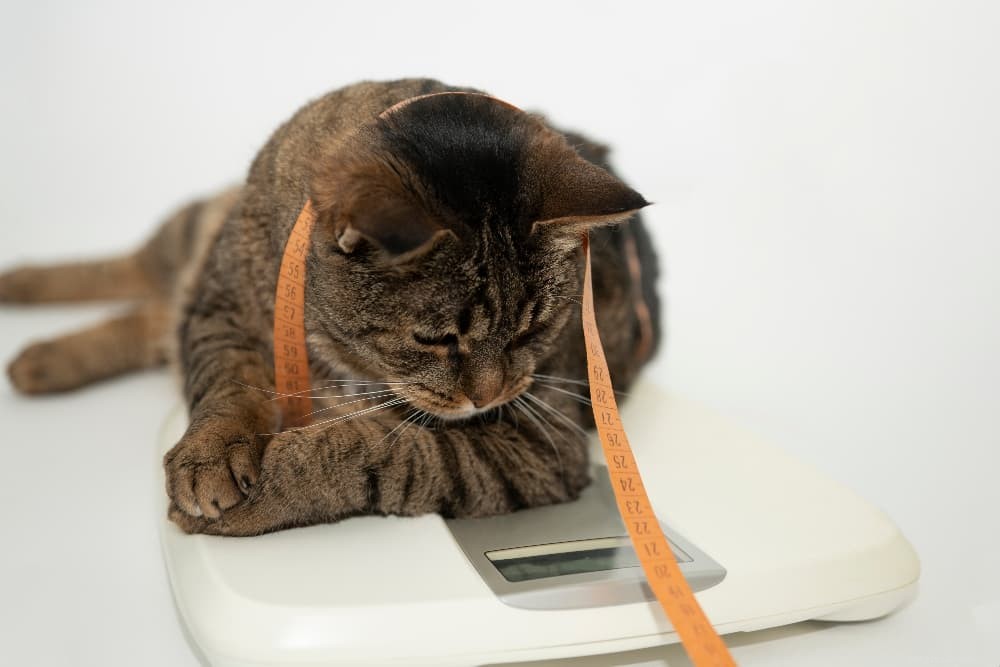 Comment maigrir un chat en surpoids