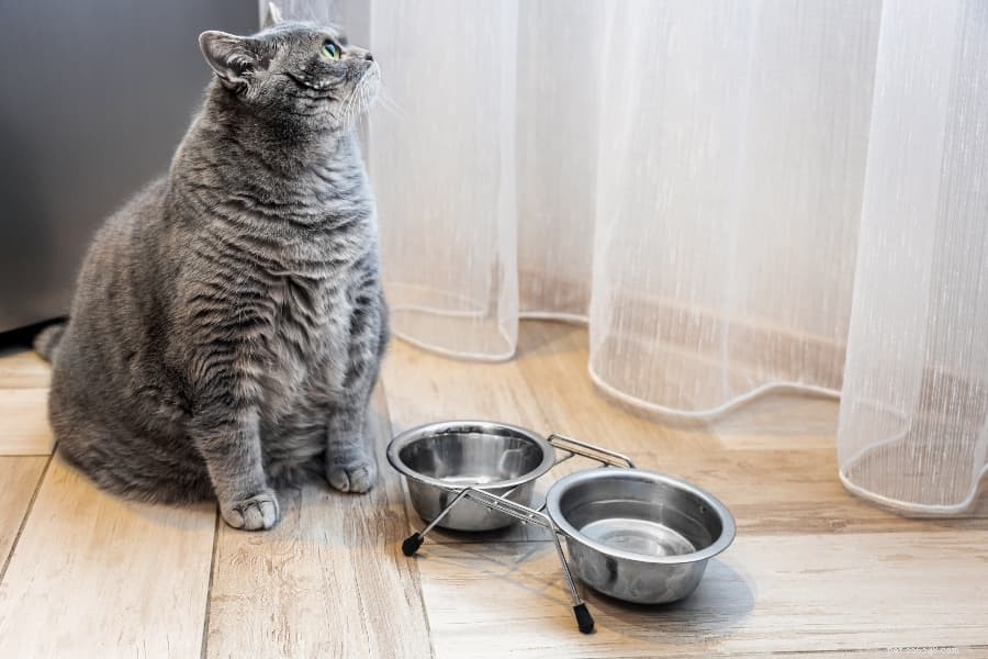 Come dimagrire un gatto in sovrappeso