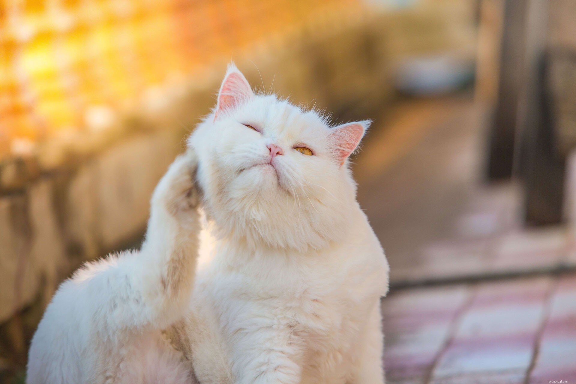 고양이의 귀 진드기를 치료하기 위한 손쉬운 가정 요법
