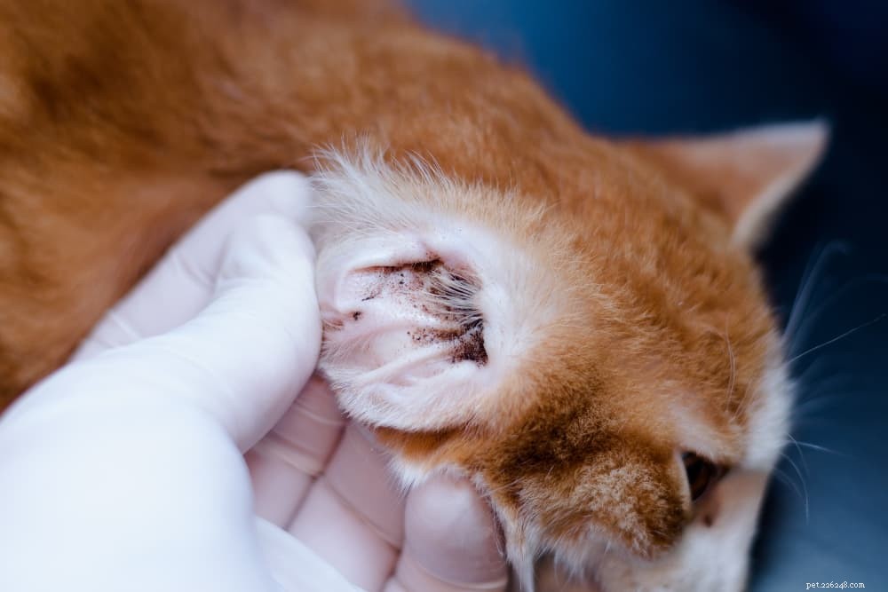 Snadné domácí prostředky pro léčbu ušního roztoče u koček