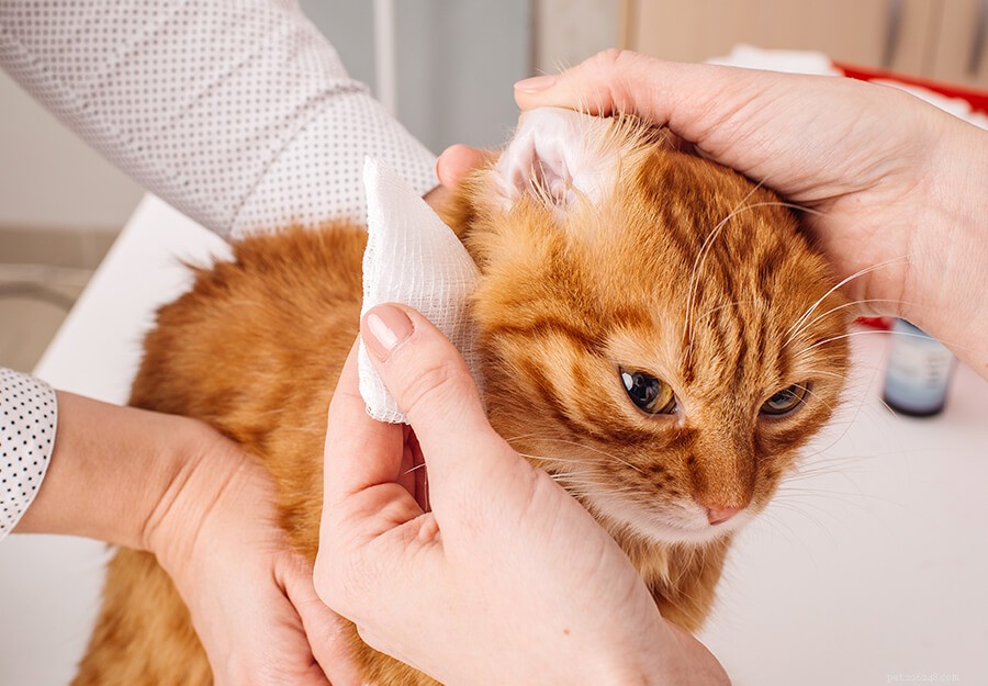 Enkla huskurer för att behandla öronkvalster hos katter