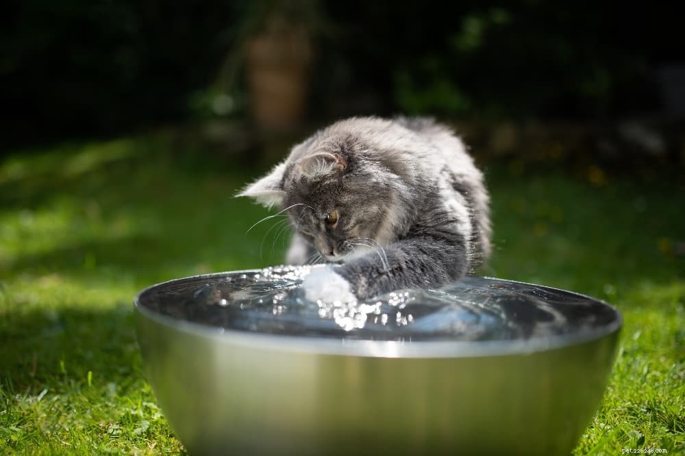 Suggerimenti su come rinfrescare un gatto in estate