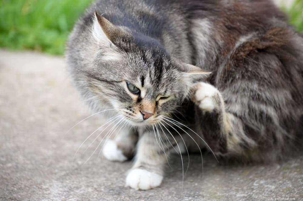 Una guida completa per curare e prevenire le pulci sui gatti