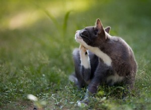 Полное руководство по лечению и профилактике блох у кошек