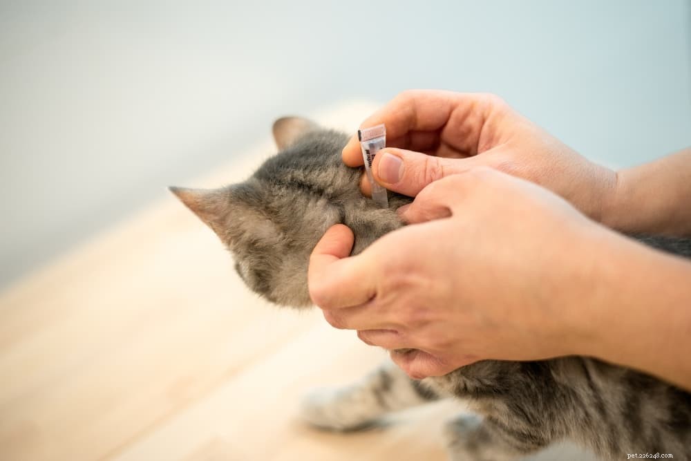 Una guida completa per curare e prevenire le pulci sui gatti