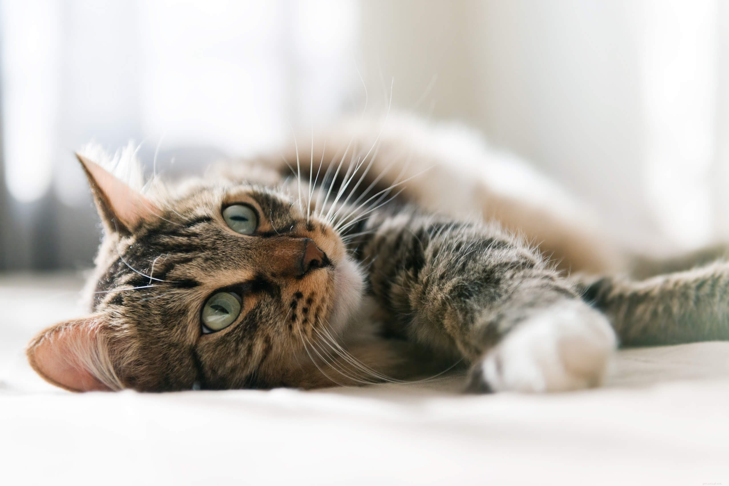 Úplný průvodce léčbou a prevencí blech na kočkách