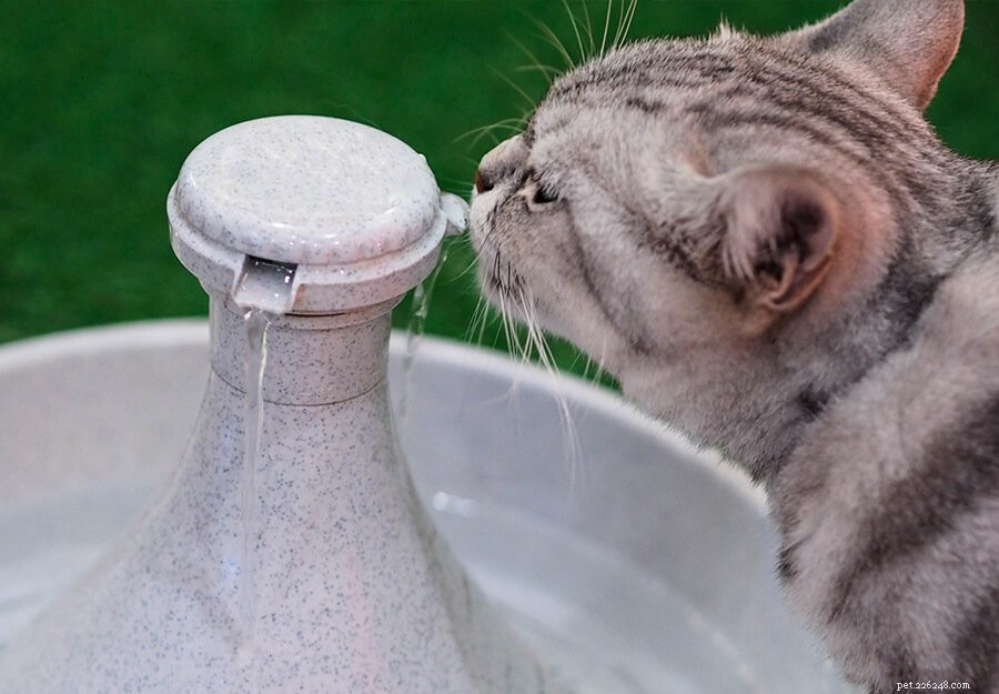 De bästa kattvattenfontänerna:Varför ditt husdjur behöver en