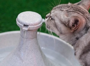 最高の猫用給水器：ペットに必要な理由 
