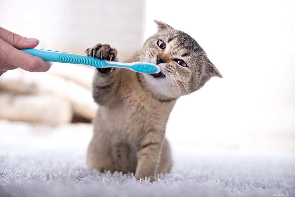 あなたの猫の歯を磨き、悪い猫の息を捨てる方法 