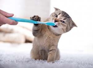 あなたの猫の歯を磨き、悪い猫の息を捨てる方法 