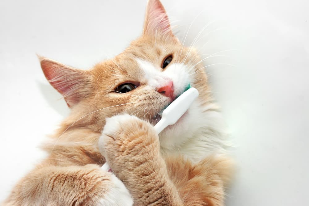 Hur du borstar dina katters tänder och tar bort dålig andedräkt