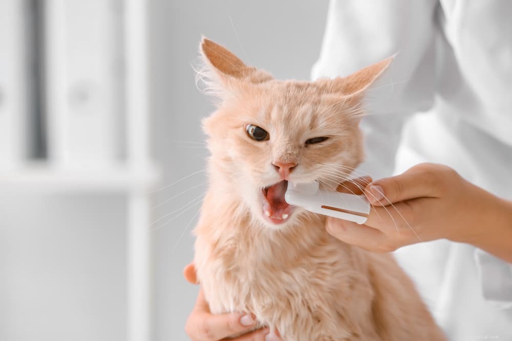 Come lavarsi i denti e liberarsi dell alitosi del gatto