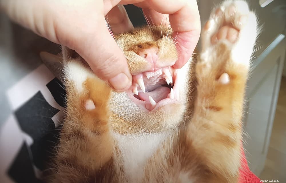 Как чистить кошке зубы и избавляться от неприятного кошачьего дыхания