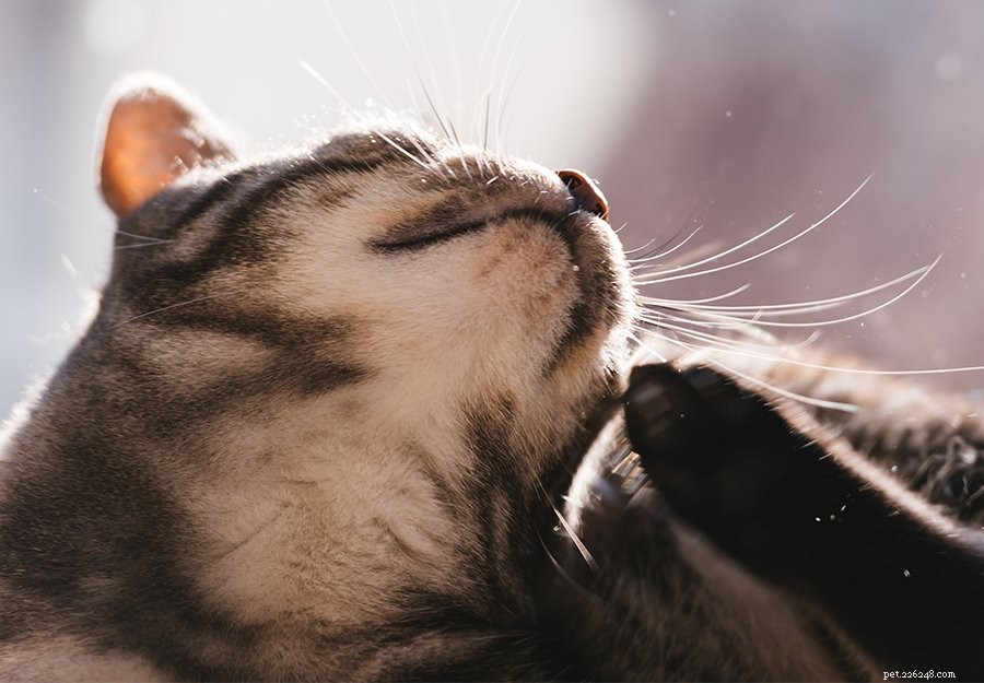猫のフケ：猫の乾燥肌のための5つの簡単な解決策 