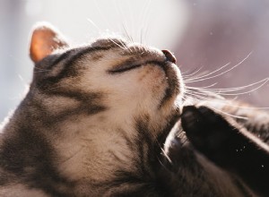 猫のフケ：猫の乾燥肌のための5つの簡単な解決策 